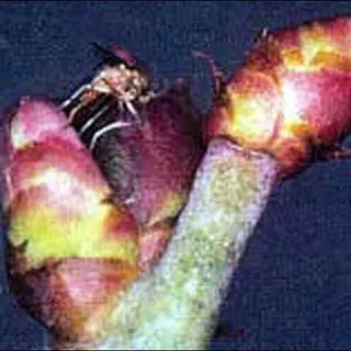 thumbnail for publication: Blueberry Gall Midge, Dasineura oxycoccana (Johnson) (Insecta: Diptera: Cecidomyiidae)